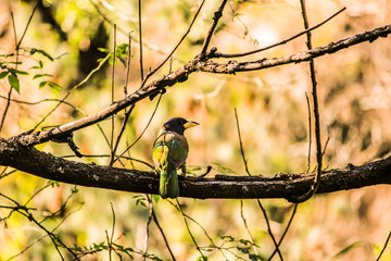 The great Himalayan Barbet
