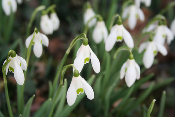 Common snowdrop flowers in selective focus. Galanthus nivalis in springtime