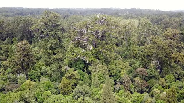 Drone view of gigantic Kauri tree in New Zealand.