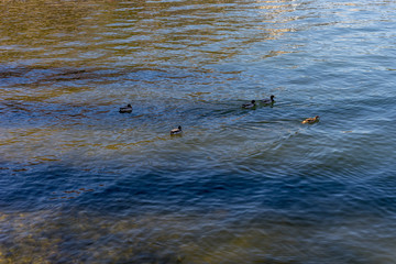 Italy, Bellagio, Lake Como, a flock of seagulls are swimming in a body of water