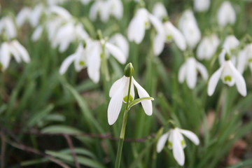 Common snowdrop flowers in selective focus. Galanthus nivalis in springtime