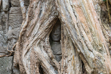 Face of Apsara in behind the roots of tree in Ta Prohm Temple, Cambodia