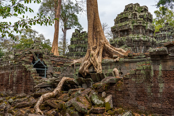 Ta Prohm Temple, Cambodia: Tree grown into building