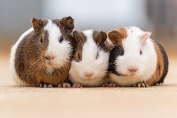 Three guinea pigs on the cement pavement
