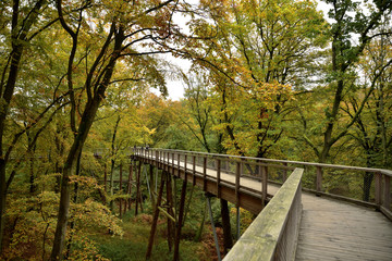 Fototapeta premium Der Baumwipfelpfad auf Rügen im Herbst