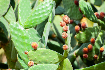 PALERMO, Streets, Market, Nature, Handycrafts, Street Food, Typical dessert and Ice-Cream, Sicily, Italy