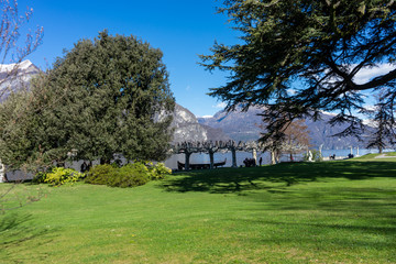 Fototapeta na wymiar Italy, Bellagio, Lake Como, a large tree in a grassy field