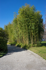 Italy, Bellagio, Lake Como, ROAD BY TREES AGAINST CLEAR SKY
