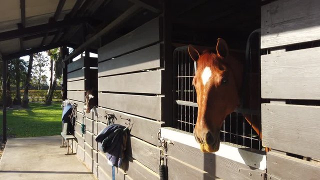 3 horses outdoor barn