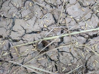 texture of bark of a tree