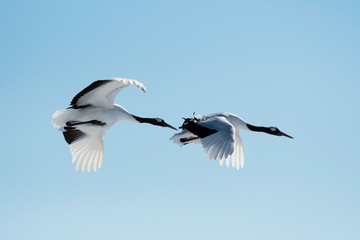 Red-crowned cranes flying in Tsurui village, Hokkaido, japan