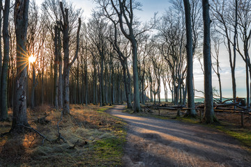 Fototapeta premium Gespensterwald im Ostseebad Nienhagen