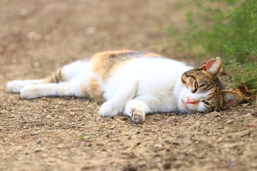 Cute cat posing in backyard