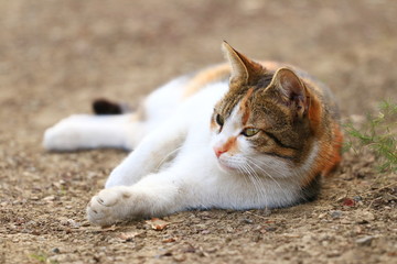 Obraz premium Cute cat posing in backyard
