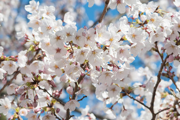 桜−6
