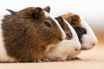 Three guinea pigs on the cement pavement