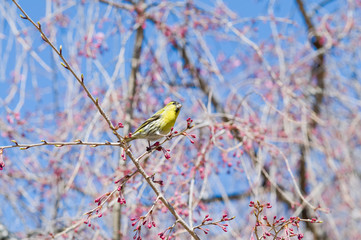 桜とうぐいす-2