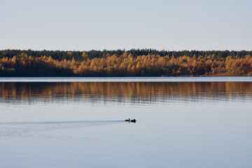 lake in autumn with ducks