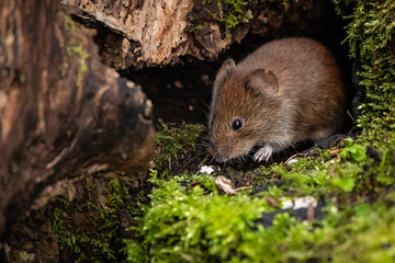 Vole