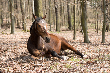 Pferd entspannt 