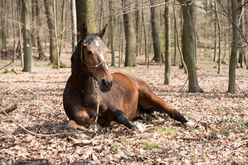 Pferd entspannt im Wald 