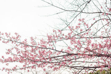 Cherry blossom flower