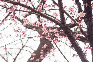 Cherry blossom flower