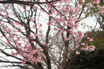 Cherry blossom flower