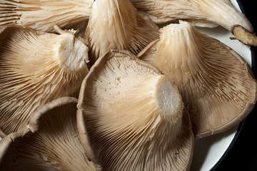 Mushrooms close up