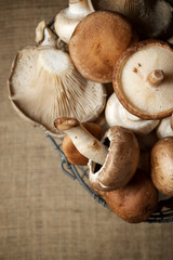 Mushrooms close up