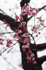 Cherry blossom flower