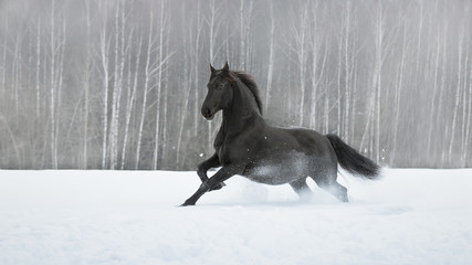 Fototapeta na wymiar Black friesian horse with the mane flutters on wind running gallop on the snow-covered field in the winter