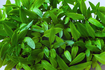 Fototapeta premium Young green shoots of sweet pepper with juicy leaves. Seedlings of bell pepper