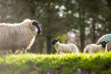 Sheep & Lambs in Beara Peninsula, Co. Kerry, Ireland