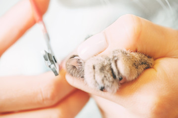 Woman cutting claws of cat.