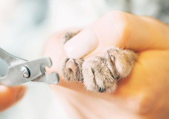 Veterinarian trimming claws of cat with clippers.