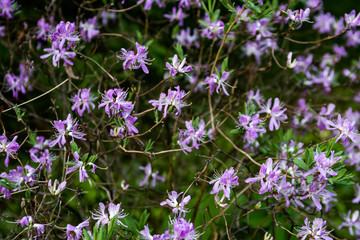 Purple Rhododendron canadense flowers