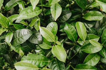 Green tea bud and fresh leaves in the tea plantations close up green background