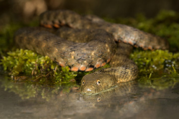 Eine Würfelnatter kriecht ins Wasser, dabei wird der Kopf im Wasser gespiegelt