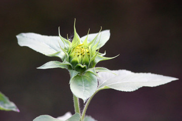 Helianthus annuus Nanus, sunflower bud