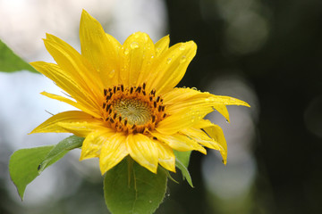 Helianthus annuus Nanus sunflower with waterdrops