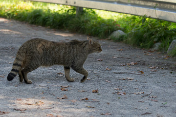Eine Wildkatze in der Seitenansicht quert einen Weg