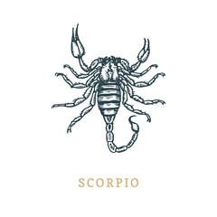 Obraz premium Scorpio zodiac symbol, hand drawn in engraving style. Vector graphic retro illustration of astrological sign Scorpion.