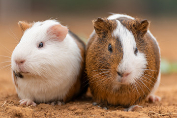 Two cute guinea pigs