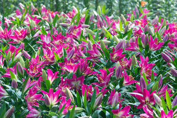 Lilies (pink lily) in the park.