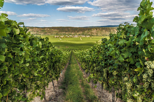 Leiwen an der Mosel Rheinland-Pfalz Deutschland