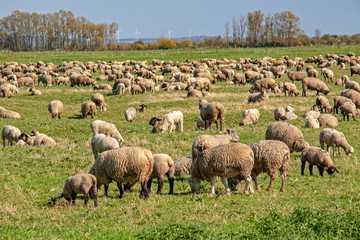 Moutons de prés salés en baie de Somme. Picardie. France