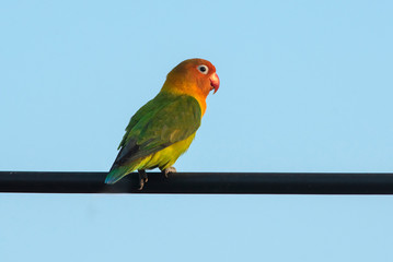 Beautiful Lovebird on blue sky background