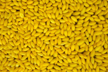 silkworm cocoon background, yellow silk worm.