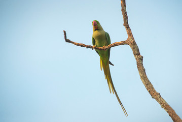 Beautiful bird Alexandrine parakeet